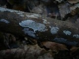Exidiopsis effusa image