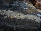 Peniophorella pubera image