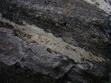 Peniophorella pubera image