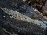 Peniophorella pubera image