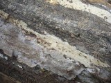 Peniophorella pubera image