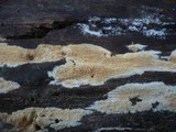 Hyphodontia quercina image