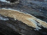 Hyphodontia quercina image