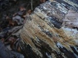 Hyphodontia quercina image