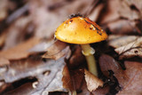 Amanita flavoconia var. flavoconia image