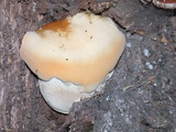 Ganoderma polychromum image