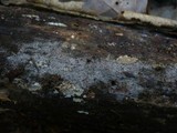 Tulasnella allantospora image
