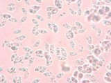 Chromosera cyanophylla image