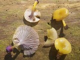 Chromosera cyanophylla image
