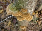 Funalia polyzona image