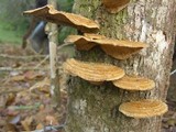 Funalia polyzona image