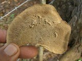 Funalia polyzona image