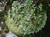 Physcia atrostriata image