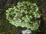 Physcia atrostriata image