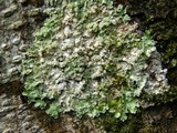 Physcia atrostriata image