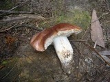 Tricholoma eucalypticum image