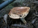 Tricholoma eucalypticum image