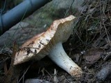 Tricholoma eucalypticum image