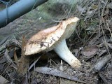 Tricholoma eucalypticum image