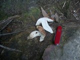 Tricholoma eucalypticum image