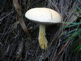 Austroboletus eburneus image