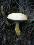 Austroboletus eburneus image