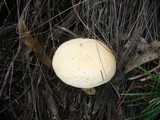 Austroboletus eburneus image