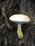 Austroboletus eburneus image