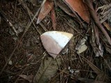 Austroboletus eburneus image