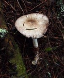 Agaricus moelleri image