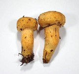 Chroogomphus tomentosus image