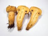 Chroogomphus tomentosus image