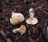 Cortinarius barbatus image