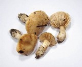 Cortinarius barbatus image
