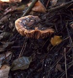 Cortinarius vanduzerensis image