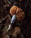 Cortinarius vanduzerensis image