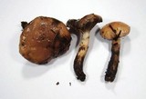 Gomphidius smithii image
