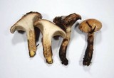Gomphidius smithii image