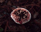 Hydnellum peckii image