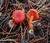 Hygrocybe miniata image