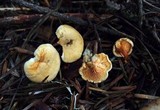 Hygrophoropsis aurantiaca image