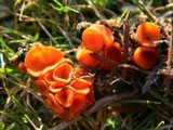 Melastiza chateri image