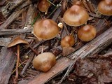 Hypholoma dispersum image