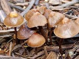 Hypholoma dispersum image