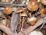 Hypholoma dispersum image