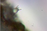 Hypholoma dispersum image