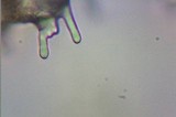 Hypholoma dispersum image