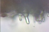 Hypholoma dispersum image