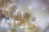Hypholoma dispersum image