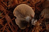Clitocybe subconnexa image